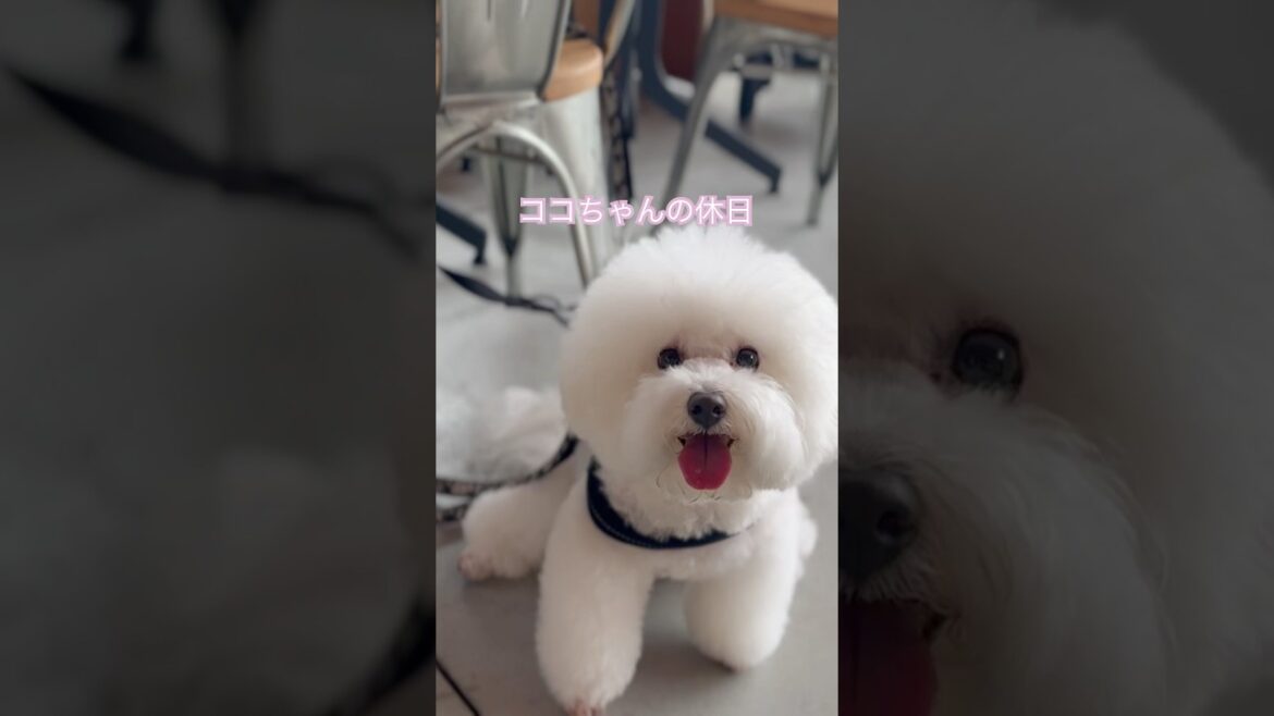 カフェでのんびりココちゃん🈁#ビションフリーゼ #bichonfrise #犬のいる生活 #dog #可愛い #カフェ #大阪 #shorts #japan