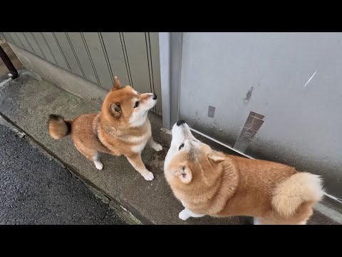 茶の間への期待値が高すぎる柴犬たち 茶の間への期待値が高すぎる柴犬たち