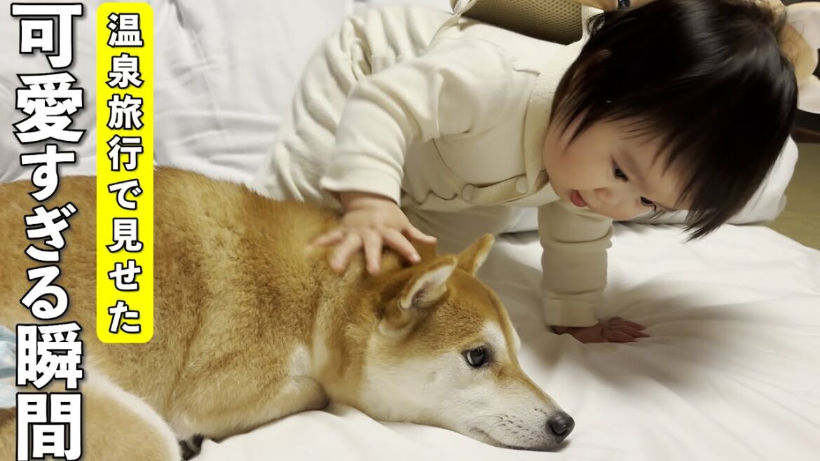 柴犬と1歳児、温泉旅行で見せた可愛すぎる瞬間♡