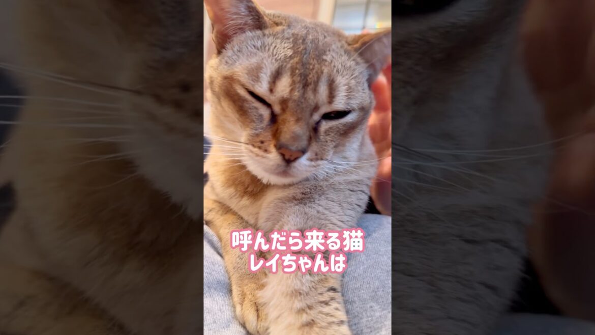 常にホットカーペットにいるレイちゃん #シンガプーラ #cat #shorts