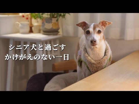 30代夫婦と犬2匹。シニア犬と過ごすかけがえのない1日【イタグレ】【ウィペット】 30代夫婦と犬2匹。シニア犬と過ごすかけがえのない1日【イタグレ】【ウィペット】