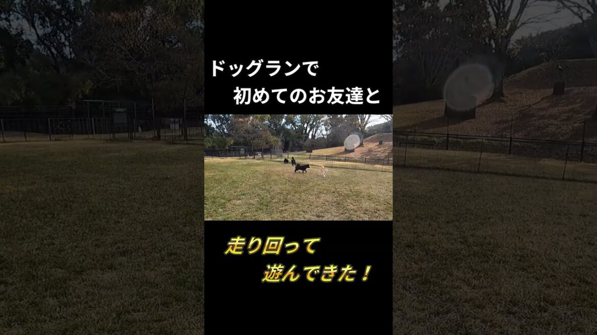 【甲斐犬】ドッグランで初めてのお友達と走り回って遊んできた！ #甲斐犬