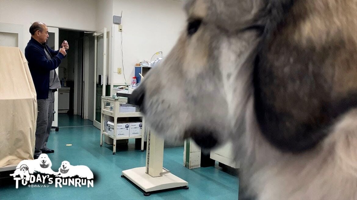 お利口に耳の治療を受けたルンルンとワクチン接種が怖かったベルです　Great Pyrenees　グレートピレニーズ