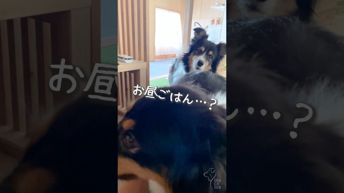 お昼寝から起きて早々にご飯を食べたい愛犬たち #ボーダーコリー #オーストラリアンシェパード