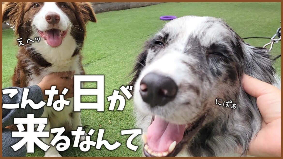 【感動】一度ダメになった関係は戻らないのか…⁉②【ボーダーコリー】