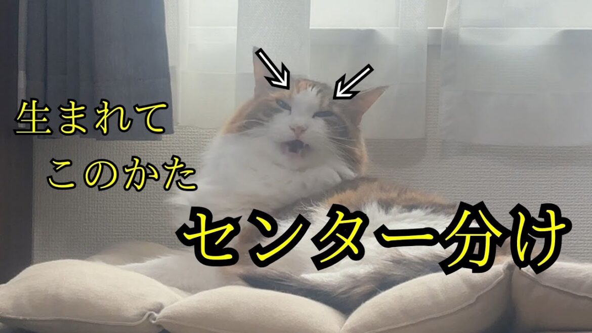 「今の流行は？」イメチェンを図る猫が最後に下した結論は…