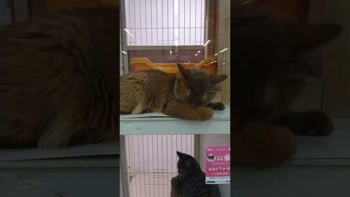 ソマリ