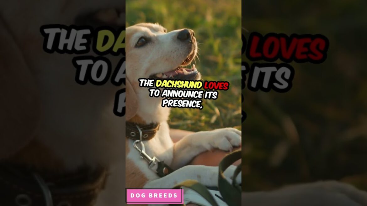 5 Dog Breeds That Bark A Lot | Noisy Dog Breeds | #dog #shorts #shortvideo
