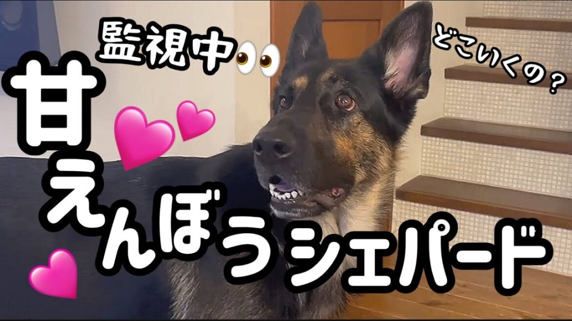 ひっつき虫甘えん坊シシェパードまろんの日曜日❣️おとーしゃんの行動を読み取ろう観察するまろんの視線がすごい🐶🩷【ジャーマンシェパード】