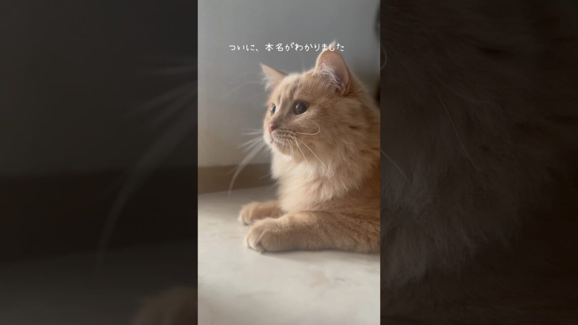 「馬みたいな名前」 #猫 #猫動画 #マンチカン #cutecat