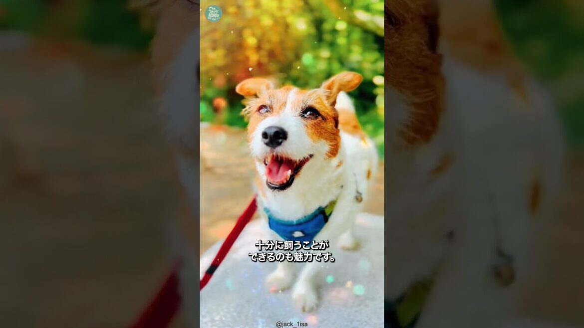 ジャックラッセルテリア🐶次の動画のリクエストをコメントで教えて！ #shorts #dog #犬のいる暮らし