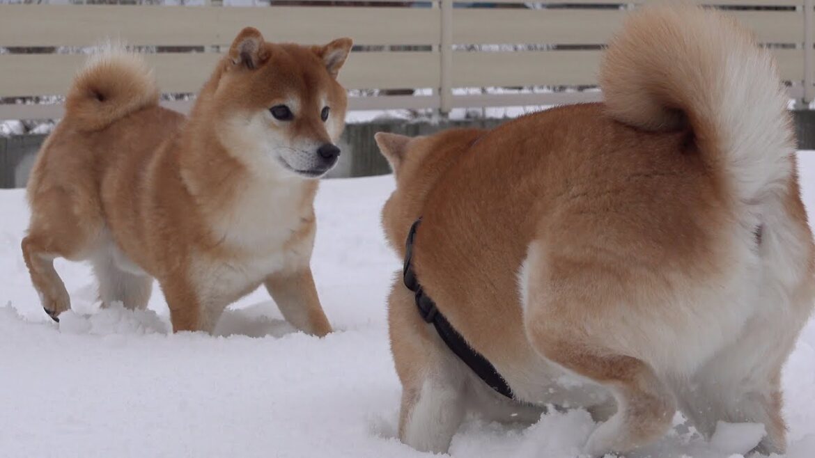 唐突に現れた実家の柴犬が迫力ありすぎてヤバい。 唐突に現れた実家の柴犬が迫力ありすぎてヤバい。