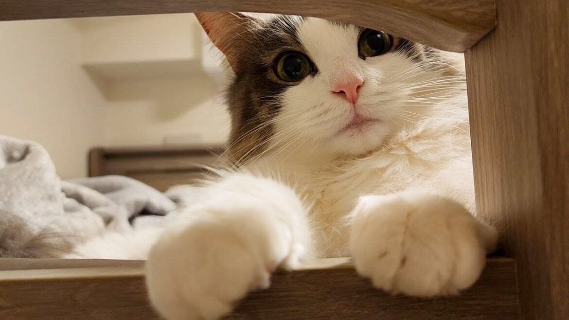 ベッドで寝ようと思ったら可愛いノルウェージャンが先回りしてました【猫と暮らす】 ベッドで寝ようと思ったら可愛いノルウェージャンが先回りしてました【猫と暮らす】