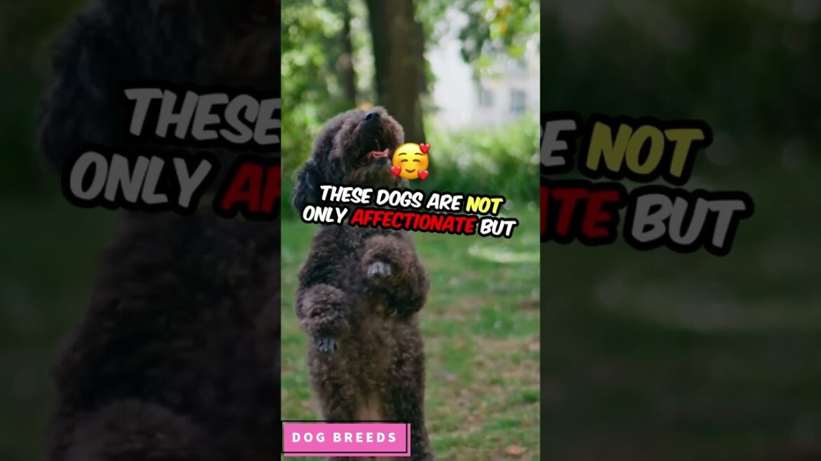 6 Well Mannered Dog Breeds That Make Great Pets | Best Dog Breeds | #dog #shorts #shortvideo