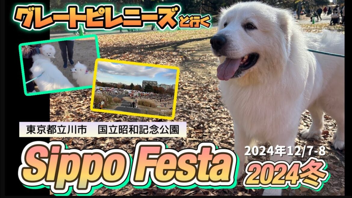 【犬イベント】しっぽフェスタ2024冬in昭和記念公園⛄️✨(超大型犬グレートピレニーズ) 【犬イベント】しっぽフェスタ2024冬in昭和記念公園⛄️✨(超大型犬グレートピレニーズ)