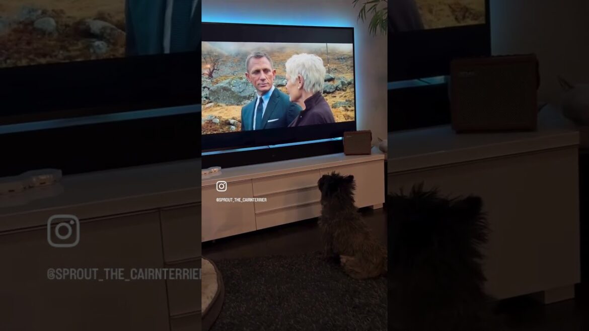 Cairn Terrier loves watching James Bond