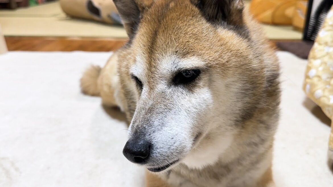 いなくなったと子ども猫を心配そうに探しまわる柴犬はこちらです…