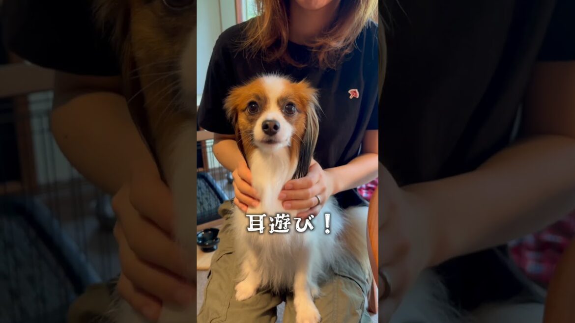 パピヨンあるある①　 #short #犬 #パピヨン