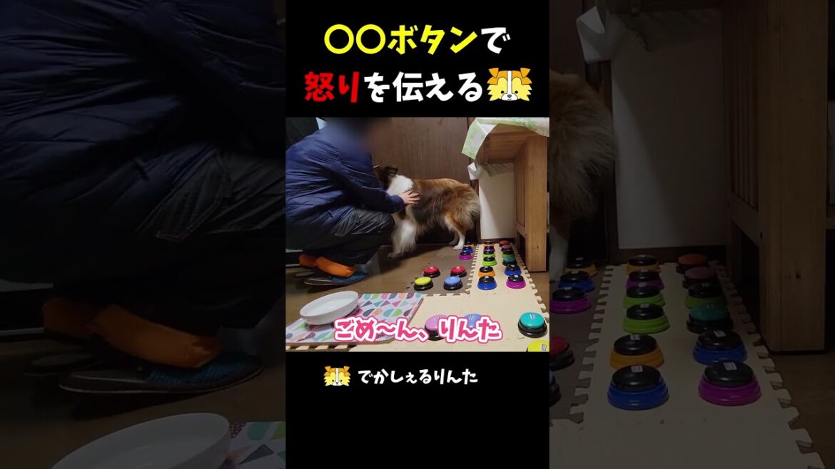 〇〇ボタンで怒りを伝えるシェルティ【会話ボタンでしゃべる犬】 #shorts  #dog