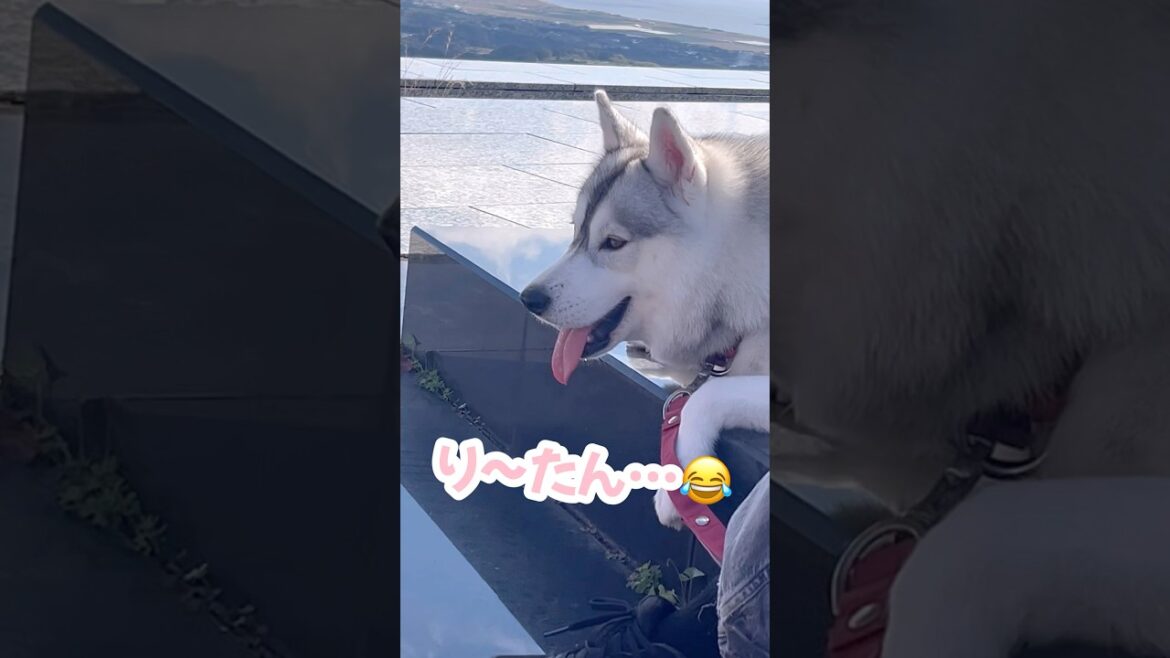 散歩疲れで老けてしまったハスキー #シベリアンハスキー #ハスキー #ハスキー犬