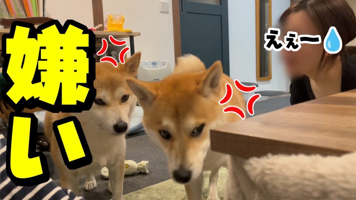 とうとう娘と柴犬姉妹が不仲になってしまいました…シカトする柴犬姉妹が面白可愛い
