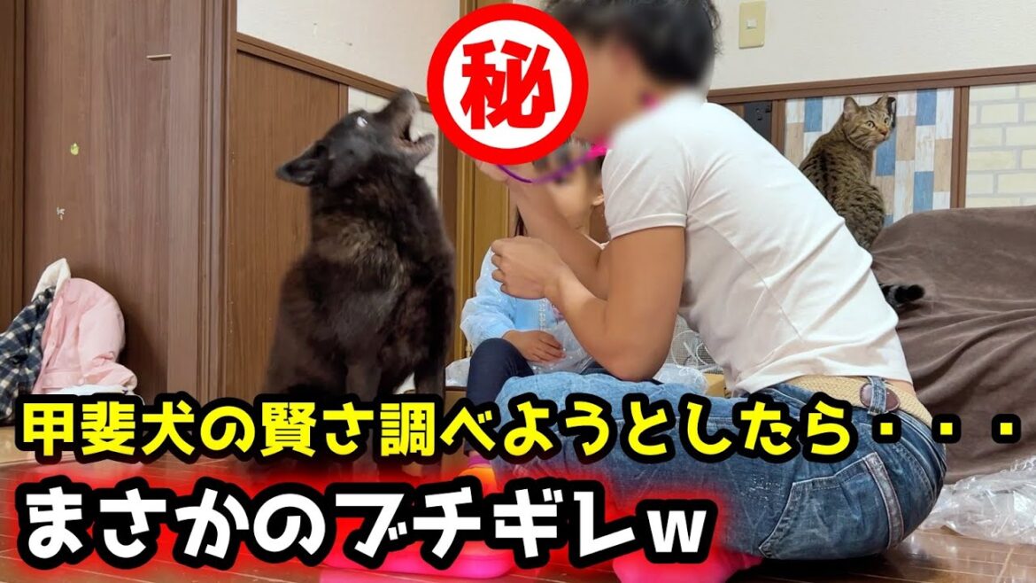 甲斐犬の賢さ調べようとしたらマジギレされましたw【子供と犬と猫とお留守番】
