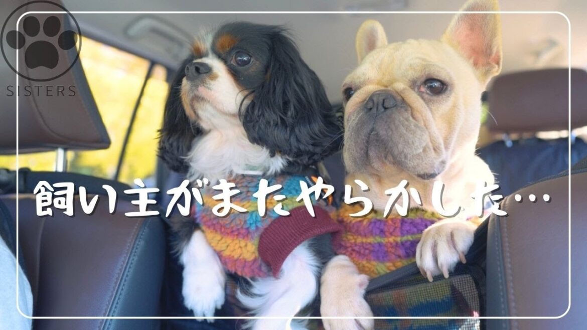 楽しみにしてたのに…ドッグラン断念の理由がコレ! 楽しみにしてたのに…ドッグラン断念の理由がコレ!
