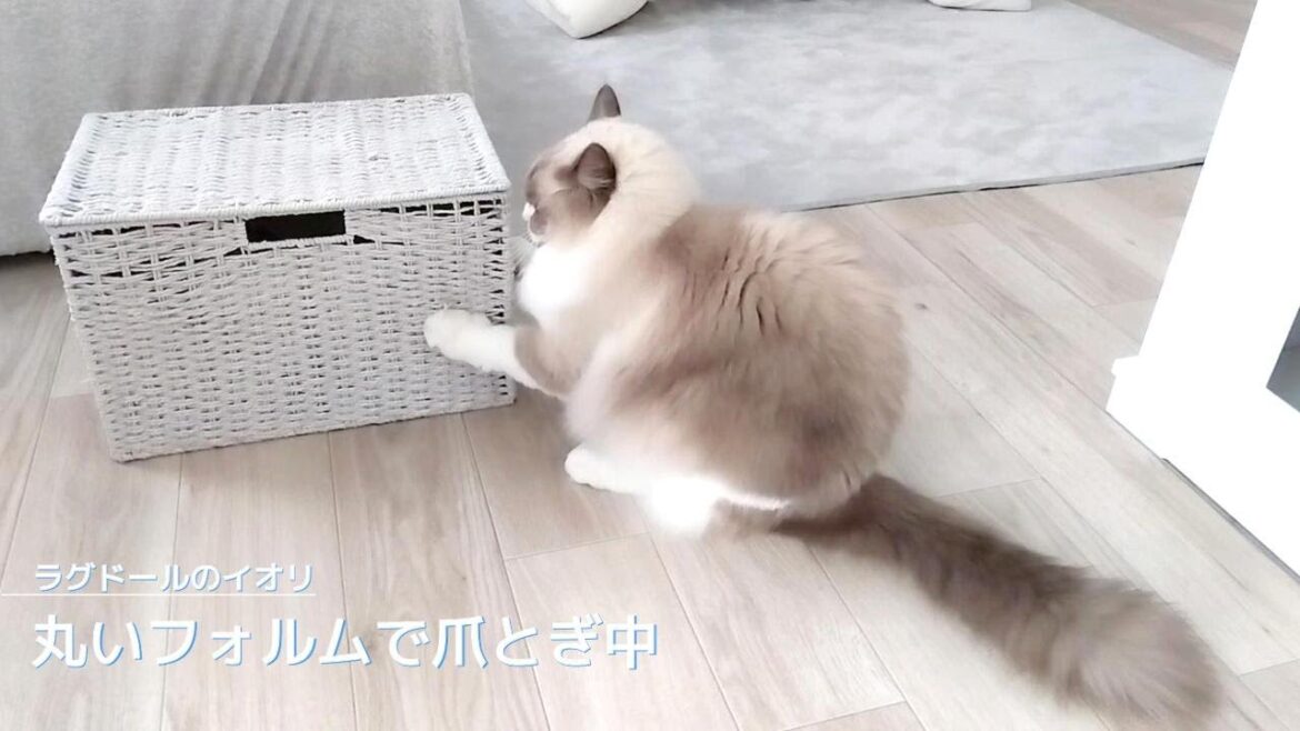 【ラグドール】丸いフォルムで爪とぎ中