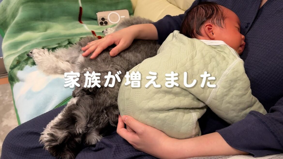 赤ちゃんとミニチュアシュナウザーのいる暮らし