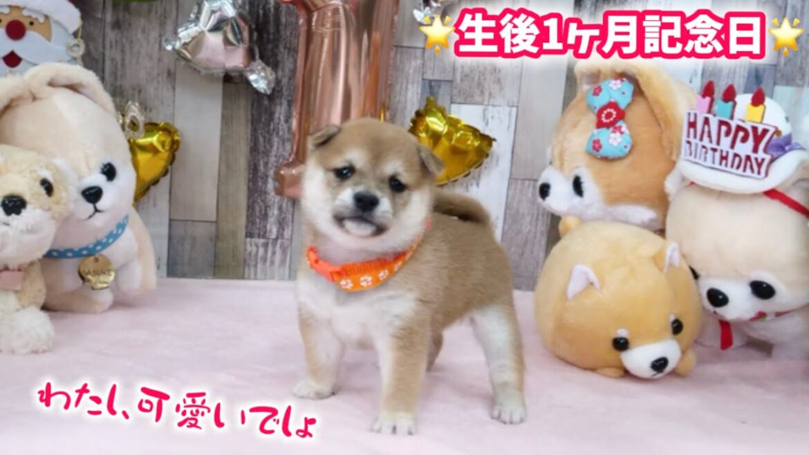 【豆柴犬】激かわ赤ちゃんが初めての記念日を迎えました！【子犬と癒し】まめしば亭ブログvlog