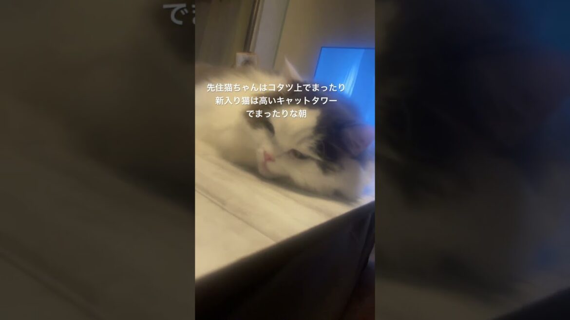 #ねこのいる生活 #ラガマフィン #アメリカンショートヘア#shorts