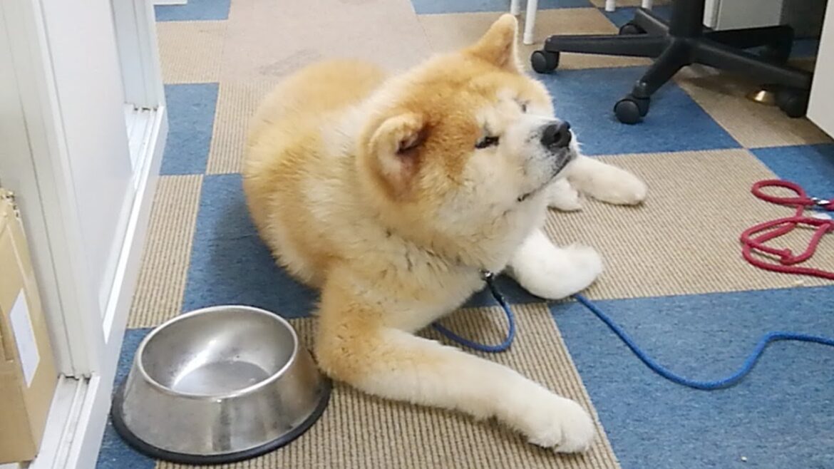 秋田犬会館配信！