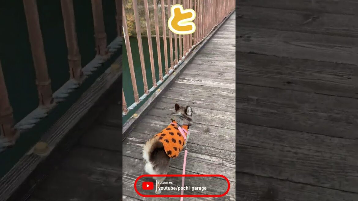 スムースコートチワワ チョ子ちゃんとおさんぽ #Shorts #dog