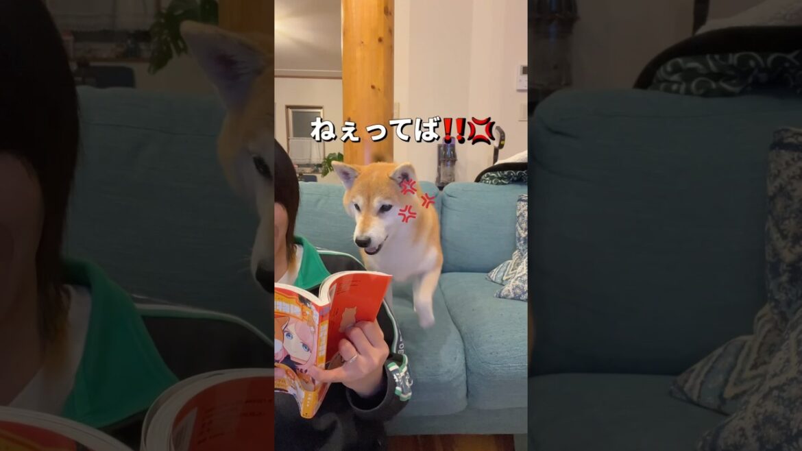 かまってちゃんがやってきた😂#柴犬 #shiba #shorts