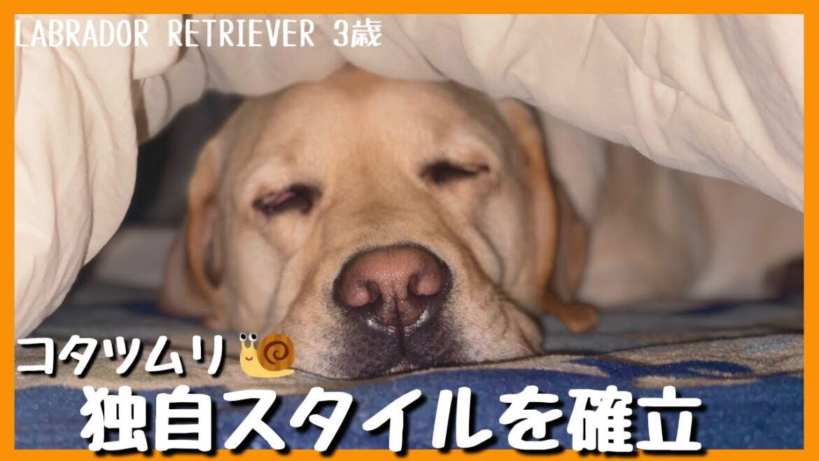 【ラブラドールレトリーバー】コタツムリ独自のスタイルを確立＆ばぁばにおんぶされてご満悦の大型犬