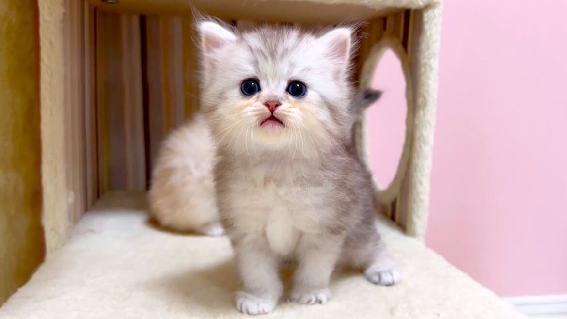 【マンチカンの子猫】主張は強いが自分で動く事は考えない子猫の件 ～猫のいる生活Vol.1055～出産動画 マンチカン短足・ミヌエット・ペルシャ猫専門ブリーダー『ペット蔵人』【子猫の成長記録】