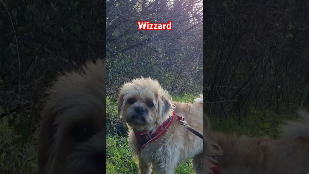 Terriers think Christmas has come early with the Sunshine on their backs 😍