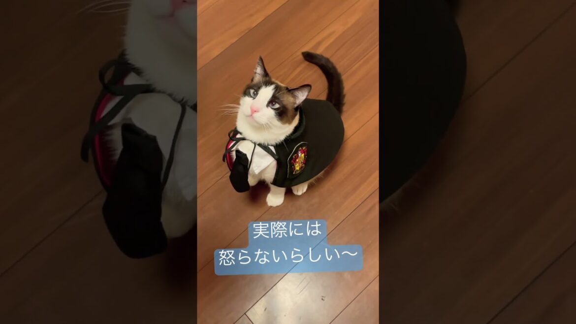 心配事の９割は起こらないらしい〜 #shorts #ハリー・ポッター #スノーシュー猫