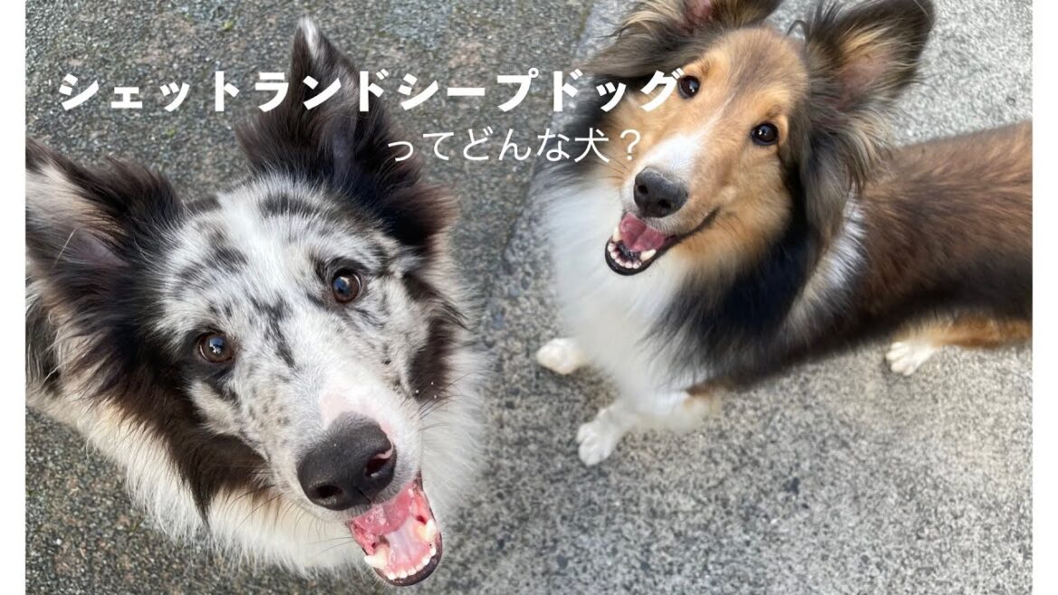 【シェルティ】シェットランドシープドッグってどんな犬？性格は？飼いやすい？シェルティの愛称で知られるシェットランドシープドッグの魅力をどうぞ！！！！！
