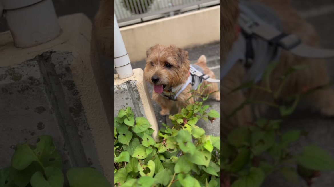 【ぜったいいる】#shorts #norfolkterrier #dog #dogshorts #愛犬キチ #cat #お散歩 #察知