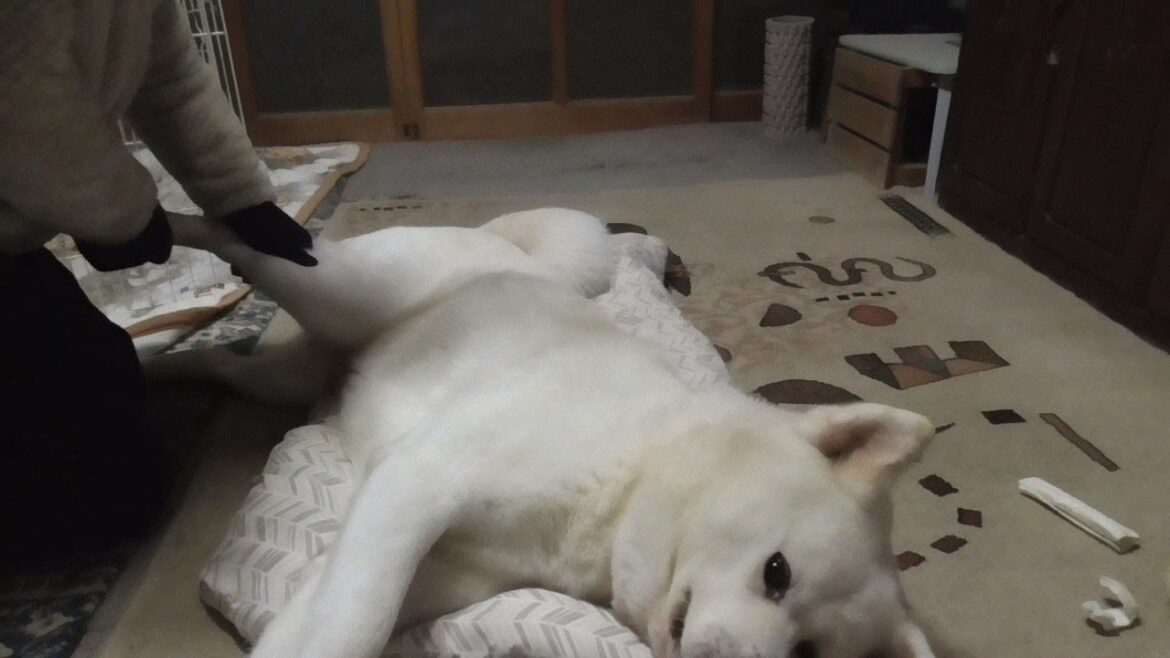 【秋田犬ゆうき】お散歩の嬉しダッシュで足をくじいてしまったので飼い主にマッサージをして貰う【akita dog】