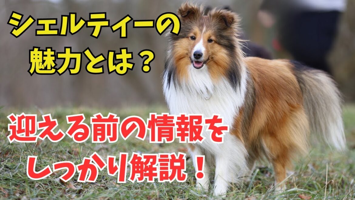 【シェルティー徹底解説】魅力・性格・飼育のポイントを紹介