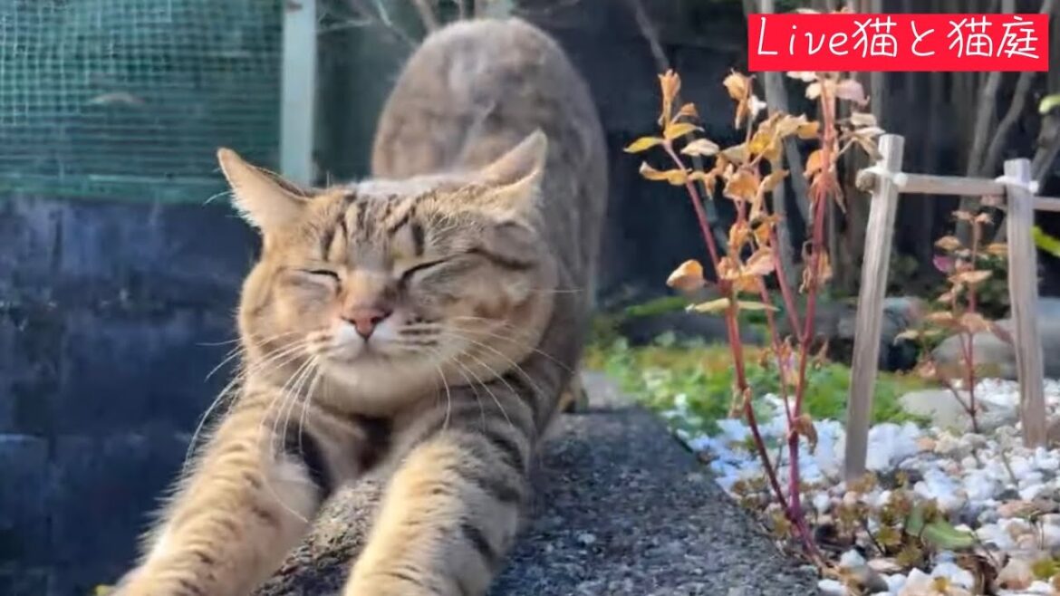 猫庭配信 6分30秒までミュートです