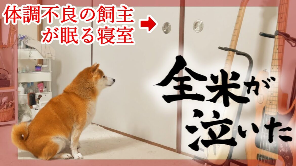 【忠犬？】どうしても体調不良の飼主に会いたい柴犬