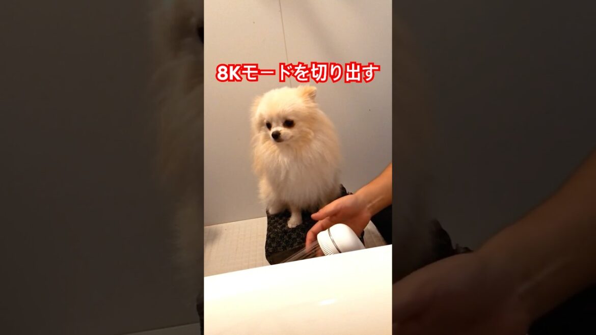 AcePro 8Kで犬撮影 #INSTA360 #犬 #ポメラニアン #pomeranian #puppy AcePro 8Kで犬撮影 #INSTA360 #犬 #ポメラニアン #pomeranian #puppy