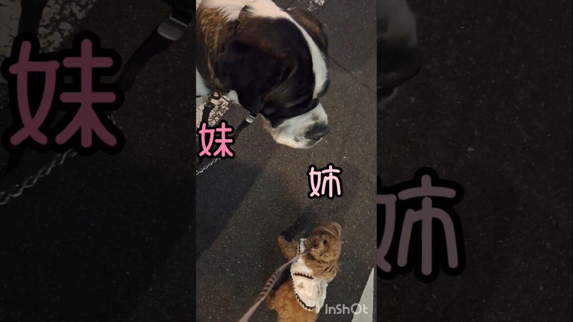 【超大型犬と超小型犬の🌒散歩】#セントバーナード #トイプードル #shorts