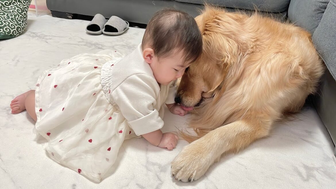 赤ちゃんが頑張るとまるで母親のようにご褒美の抱擁をくれるゴールデンレトリバー