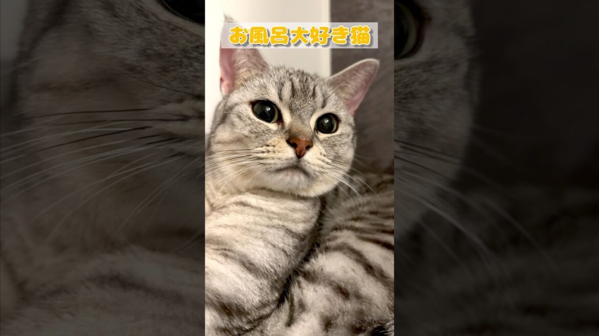 【猫動画】パパのお風呂についてくる猫たちが可愛い #shorts #猫 #cat 【猫動画】パパのお風呂についてくる猫たちが可愛い #shorts #猫 #cat