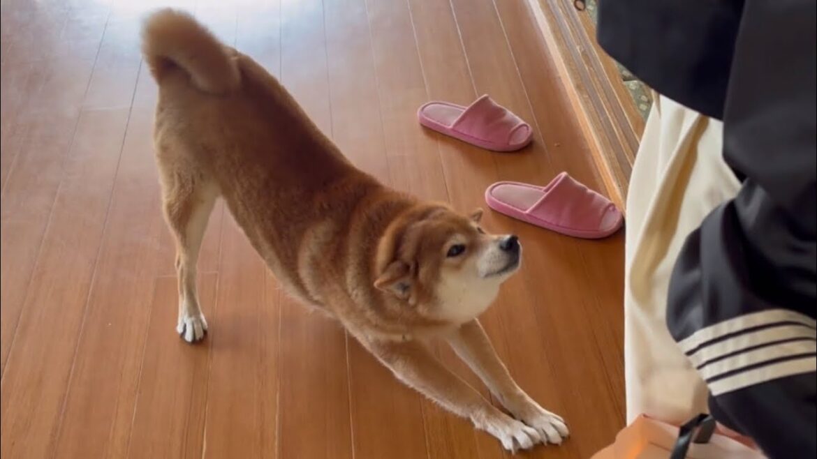 嬉しさを隠せない柴犬