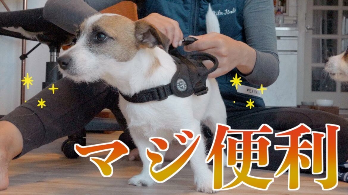 やんちゃな子犬にハンドル付きハーネスを使ったらガチで便利すぎました/ジャックラッセルテリア